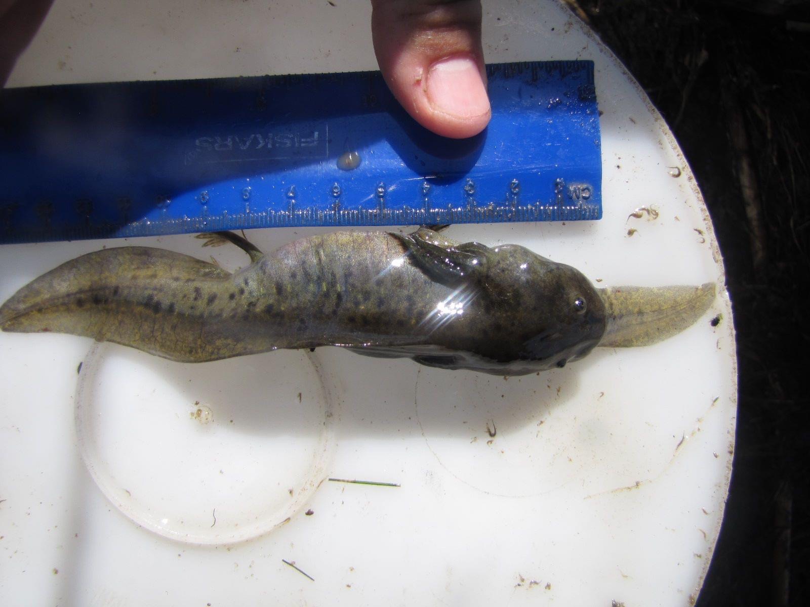 Barred Tiger Salamander cannibal larvae with typical larvae in its
